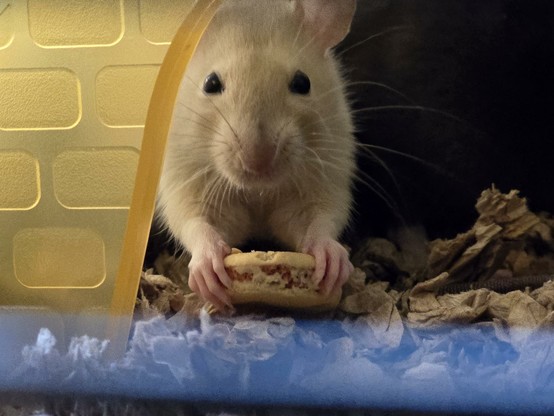 A tan and white rat eating a treat.