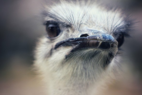 A close-up, eye-level portrait of an ostrich's head, featuring its large, dark eyes with prominent, spiky eyelashes and a sturdy, dark beak. The ostrich's head is covered in shaggy, light-coloured feathers, and the background is softly blurred, focusing attention on the bird's intense gaze.