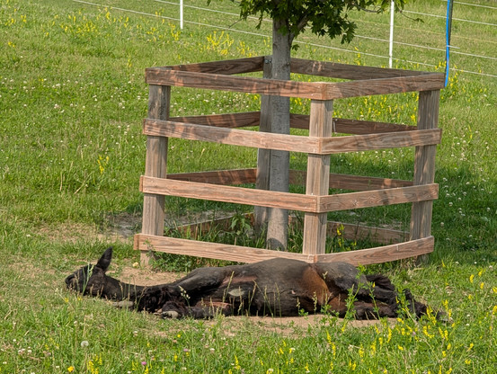 An alpaca thinking about napping under a maple tree.