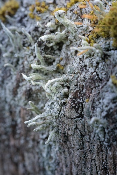 Towering cliff covered in strange, scaly, pale blue-green-grey growths, topped by brown-green vegetation with pendulous stalks above. Actually, some lichen and moss on a wooden gate post.