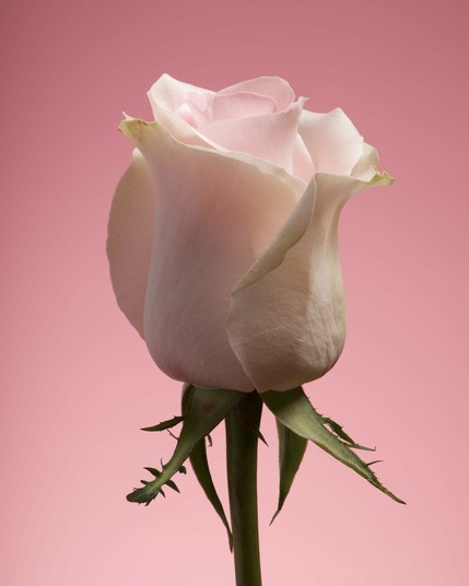 Pink rose on a pink background.