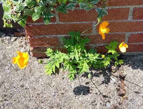 wildflowers growing in crack at base of wall. the bright sun light gives the yellow flowers an artificial vibe.