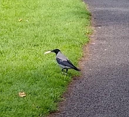 a crow cracker in beak on footpath in green space.
