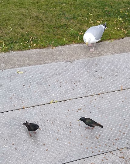 2 starlings and a gull arrive for dropped food on green space by shops.