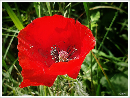 Bildbeschreibung:
Eine einzelne rote Mohnblüte.
