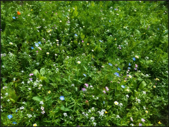A small but lush wildflower patch, I don't know the names of the flowers but they're white, blue, pink, purple, yellow and orange.