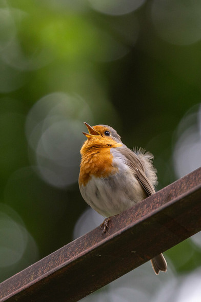 A European robin with a bright orange chest and face is perched on a rusty metal bar, singing with its beak wide open. The background is softly blurred with green foliage, creating a peaceful natural setting.