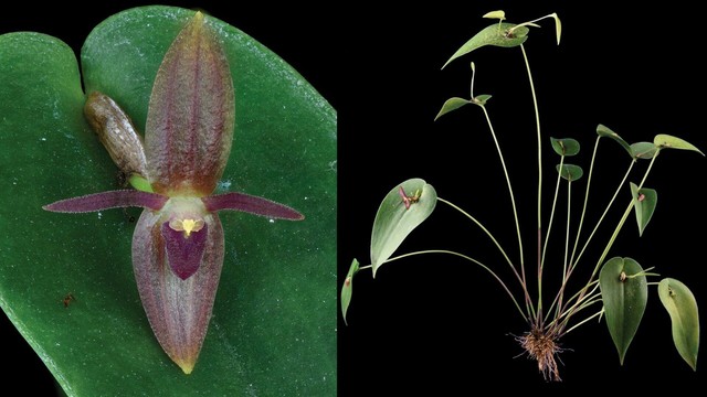 photos of an orchid plant with large leaves and relatively small purple flowers
