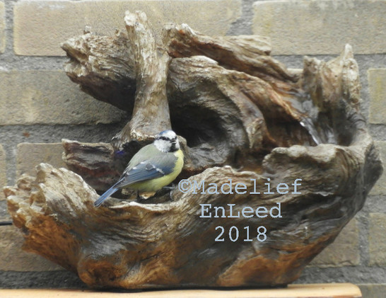 Pimpelmees voor waterbak, annex badje met stromend water.