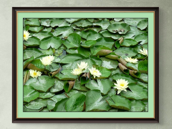 Water lilies