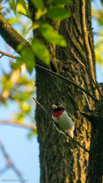 Male Rose-Breasted Grosbeak
