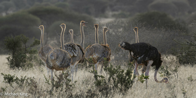 Back lit ostriches in the grasses