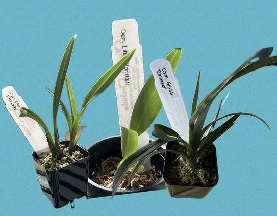 3 clipped photos of tiny green plants on a blue background. The plants are just green leaves with white tags stuck in their little black nursery pots.