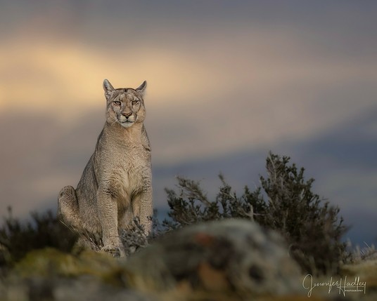 wild puma at Torres Del Paine National Park sitting in low vegetation with a cloudy sunset behind them