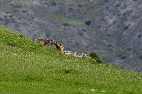 Two marmots are interacting with each other on a grassy hillside, set against a backdrop of rocky terrain and gentle slopes.