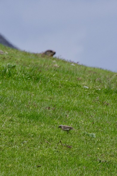 A small bird forages on a green hillside, while a distant animal, possibly a marmot, is partially visible in the background. The scene is set against a cloudy sky.