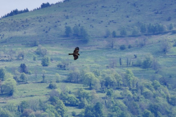 A bird is soaring above a lush green landscape, featuring hills and scattered trees. The scene conveys a sense of tranquility in nature.