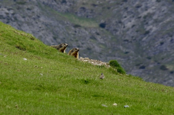 Two marmots are sitting on a grassy hill, looking towards the viewer. In the foreground, a small bird is also visible. The background features a rugged, mountainous landscape.