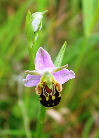 A close-up of an orchid with three pink sepals that look like wings, and a furry brown pouch below with yellow markings like a bee.
