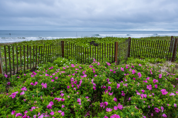 The storm has passed but its still cloudy. Big waves crash on the beach. Beach roses and a dune fence separate the viewer from the beach.
© Tom Goetz. All rights reserved. Training an AI on this image is expressly forbidden.