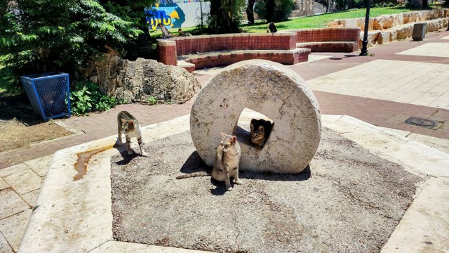 An antique grinding stone. A cat inside its axis hole, another one in front of it, another cat – a bit back and to the left – walking towards the stone, further back, on a stone bench, 2 more cats
