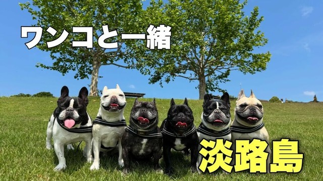 フレンチブルドッグ6頭と行く淡路島ちょこっとドライブ！～後編～