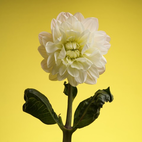 Yellow and white dahlia flower on a yellow background.