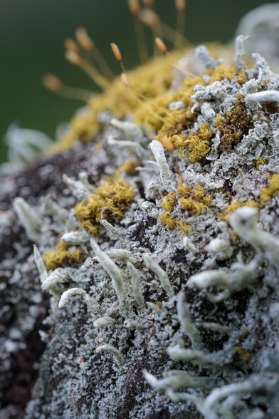 A craggy mountain-top encrusted with strange, pale blue-green growths and orange-brown vegetation with tall seed-heads - only it's lichen and moss on top of a wooden gate post.