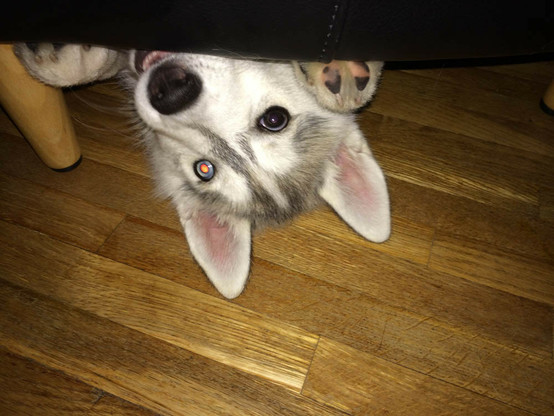 A little husky gremlin peers out mischievously from under an upholstered chair on short legs. She alone can fit in this tiny hideout, to snap out at unwary visitors crawling by! Currently, she's on her back, paws gripping the edge of the chair above, head almost fully exposed, peering at the camera upside down.