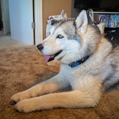 Zeena rests comfortably in the house we rented for our recent week of hiking in the Porcupine mountains. She's content, head up and alert but relaxed, muzzle open and tongue slightly out in a happy grin. She's facing left, so you can see her icy blue left eye. Her coat is a base of white with large regions of gray feathering to black where her long guard hairs are the densest.