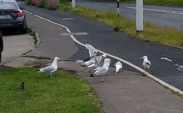 a mass of gulls descend on food dropped for starlings on footpath beside bikepath.