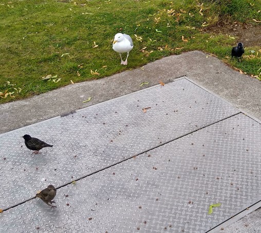 2 starlings, 1 gull and 1 jackdaw turn up at what is usually busiest spot on green space by shops.