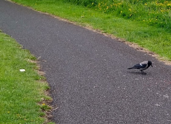 1 crow arrives for dropped food on footpath on green space.