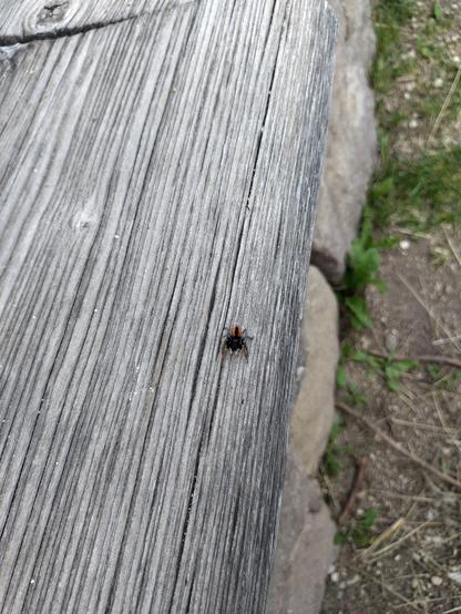 Eine Spinne, schwarz mit orange eingefärbte  Beinen und einem zum Großteil orangenem Hinterteil läuft über eine Holzbank