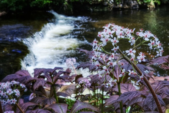 A close-up shot of white and pink Rodgersia flowers with dark purple-bronze leaves in the foreground. Behind them, a blurry but visible stream with white cascading water flows, surrounded by lush green foliage. The scene evokes a serene and natural setting.