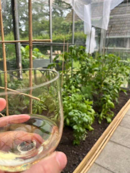 Ik drink een glas wijn in de kas.