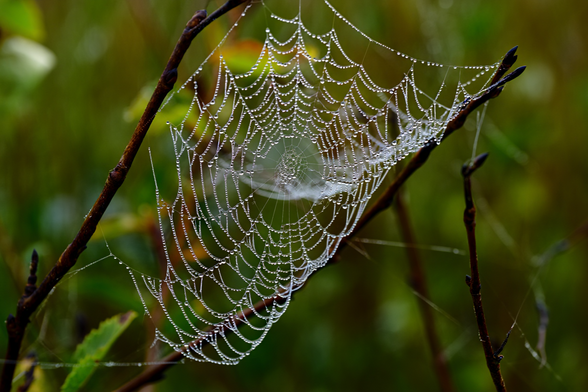 A close-up photograph captures a brown spider web covered in early morning dew droplets, glistening in the soft sunlight. Each individual water droplet acts as a tiny lens, reflecting and refracting the surrounding green foliage. The intricate geometric pattern of the spider web spans between two dark brown tree branches against a blurred background of leaves and twigs. Macro photography with shallow depth of field and natural morning lighting.