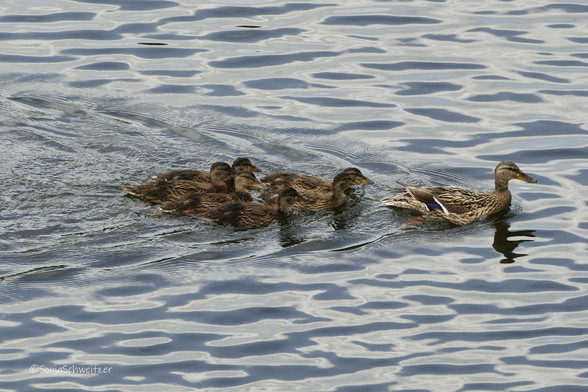 Eine Stockentenmutter schwimmt mit ihren 6 Küken im Schlepptau, auf der Lahn.