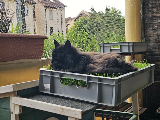 Black long-haired cat "Hope" lounging in cat grass in a grey plastic box on the balcony with closed eyes.