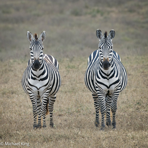 A pair of Zebras looking straight at the camera