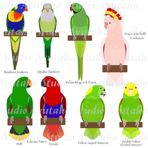 a clipart bundle of 8 parrots species.