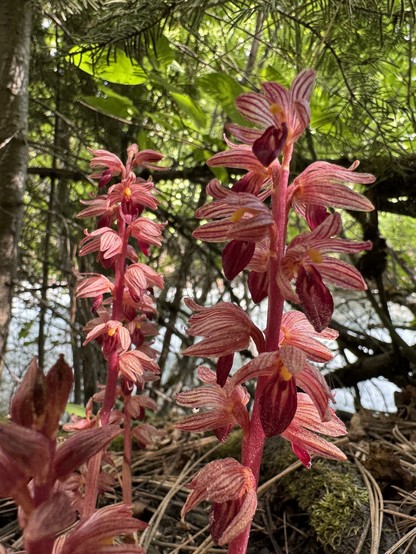 A striped red plant grows in the shady understory of a forest, near a stream. The plants parts are all various shades of red, instead of having any green, because it gets its nutrients in symbiosis with a fungi host. The flowers are of an orchid type, with elaborate striped petals above and a deep red "tongue" below