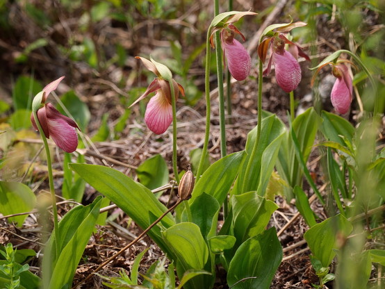 Five dark pink flowers each rising on a stem from between two large leaves on the ground. The flowers are balloon-shaped.