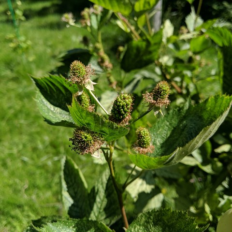 Natchez blackberries, they are just starting to grow, small and fuzzy.