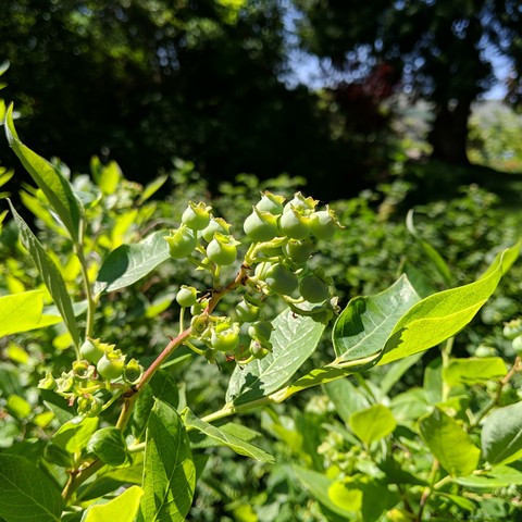 A cluster of green blueberries growing.