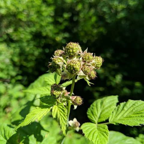 A cluster of green black cap or black raspberries growing. They are green and a little fuzzy.