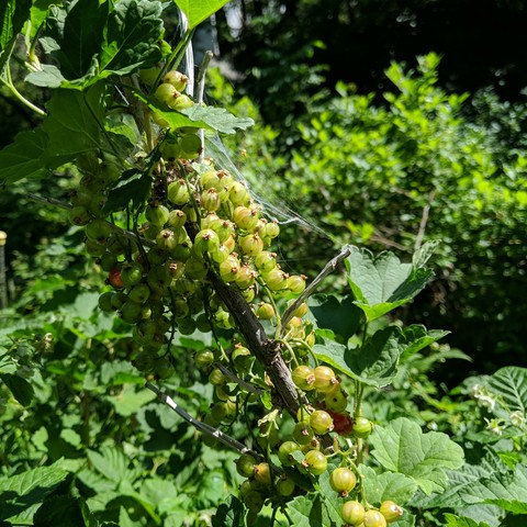 Clusters of green red currants and a spiderweb above them. Some of the berries are turning red because they have currant fly larvae in them.