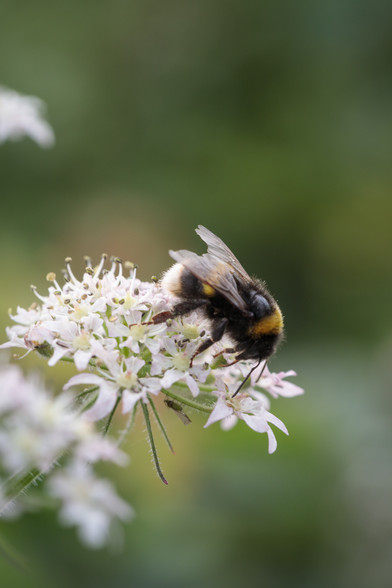 A flat massing of tiny white flowers, facing upwards - with a large, fluffy bumble-bee on the top and a small green winged aphid on one of the branching stems underneath.