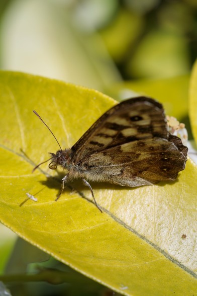Brown butterfly, wings folded to reveal an mottled, almost stripy underside to the wing with an array of eye-like roundels at the rear edge - on a shiny, smooth, yellow-green leaf.