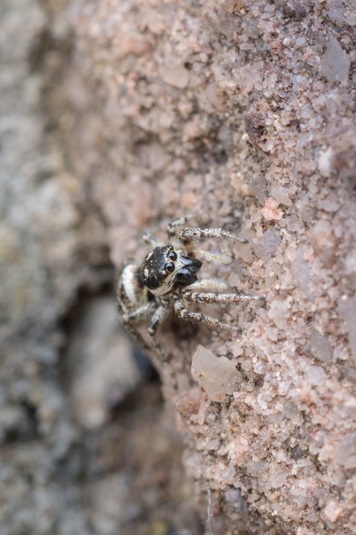 Black and white jumping spider, large black eyes facing past the camera, on a rugged cliff of crystalline boulders - actually millstone grit in an old stone wall.